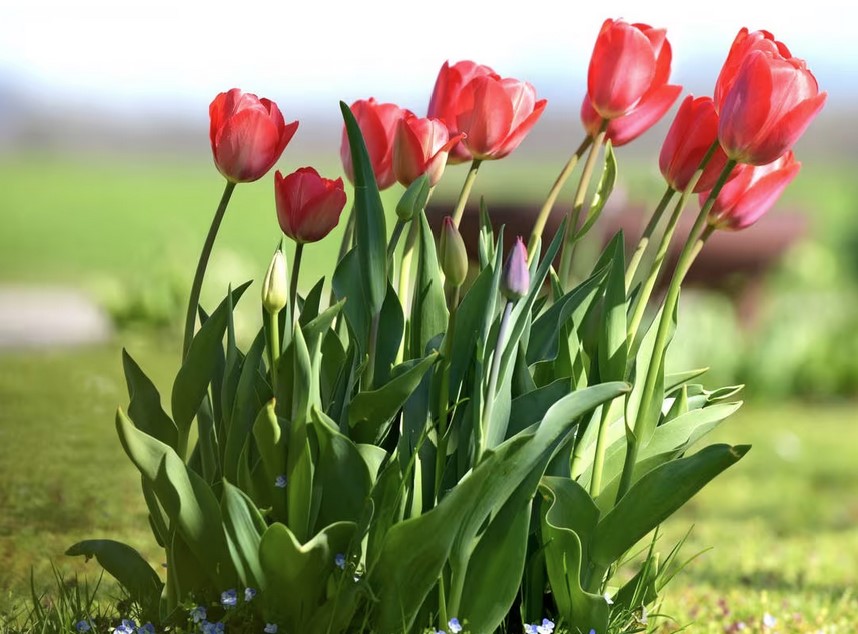 Wiener Zocker nimmt keine Blumen